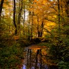 Bachlauf im Herbst 