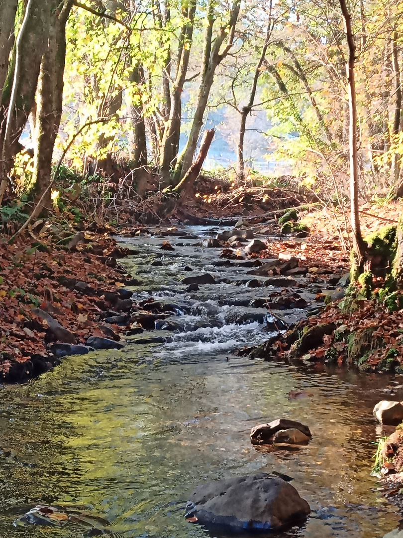 Bachlauf im Herbst