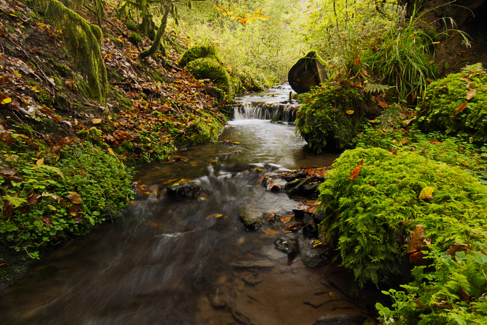 Bachlauf im Herbst