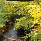 Bachlauf im Herbstkleid