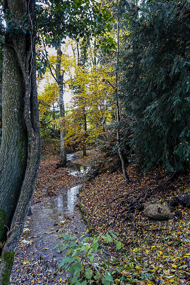 Bachlauf im Herbstwald