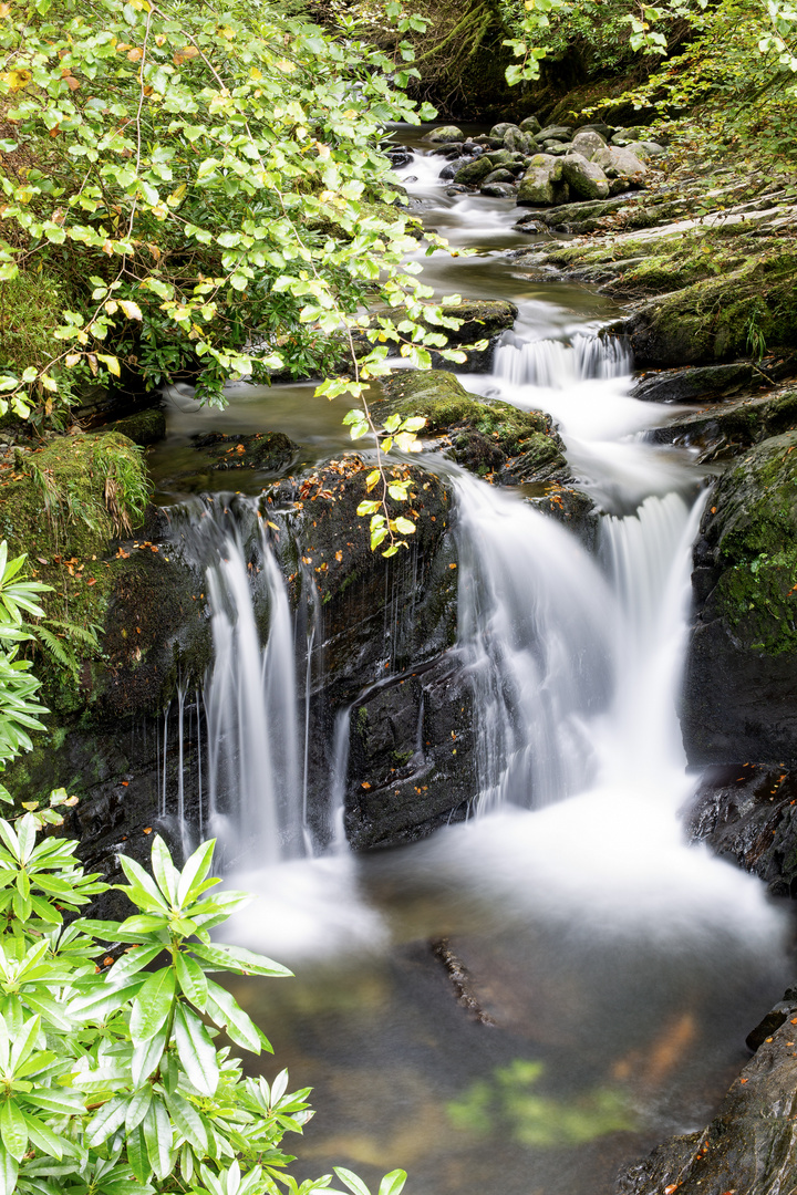 Bachlauf im Killarney-Nationalpark