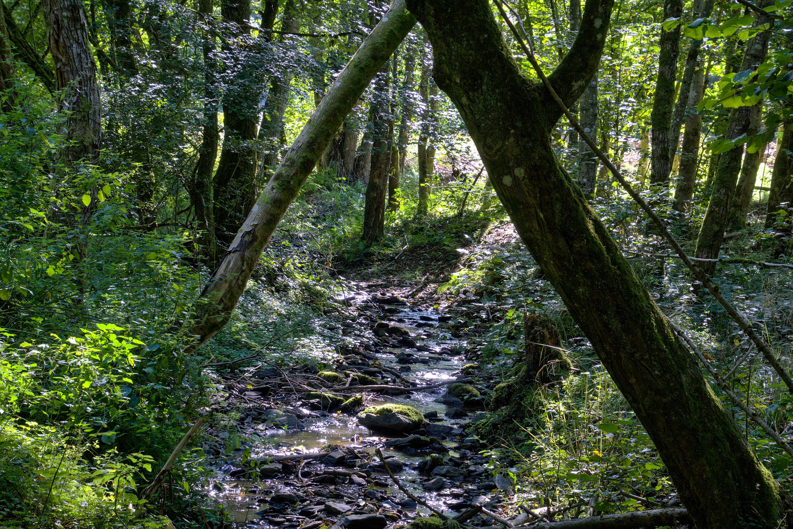 Bachlauf im Laubwald