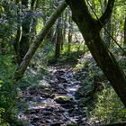 Bachlauf im Laubwald