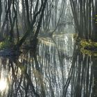 Bachlauf im Nebel