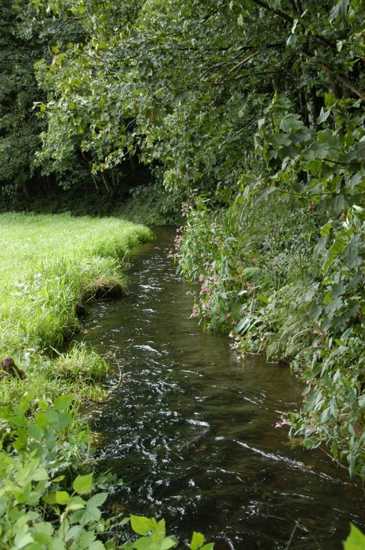 Bachlauf im Nordrachtal