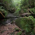 Bachlauf im Nordschwarzwald