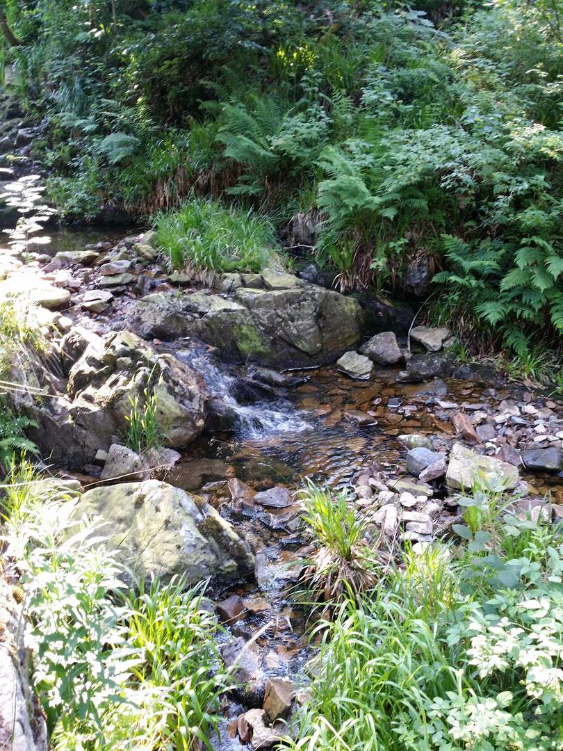 Bachlauf im Oberharz