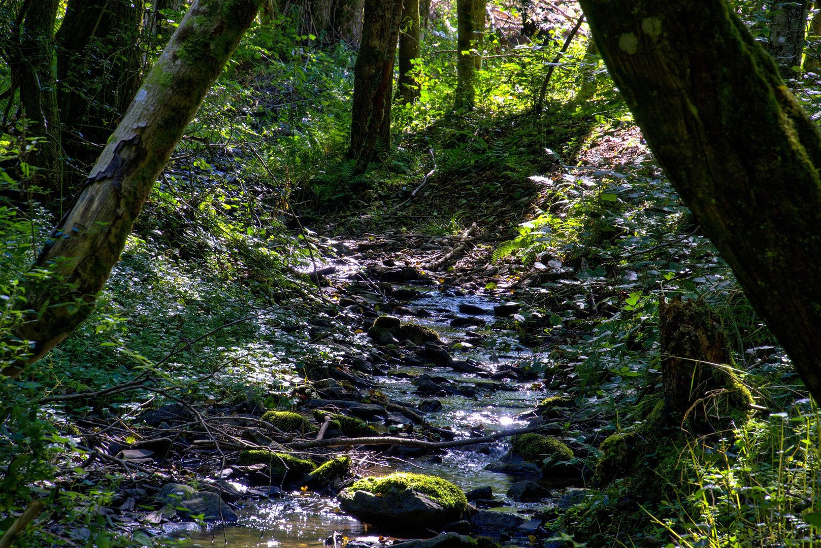 Bachlauf im schattigen Sommerwald