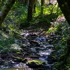 Bachlauf im schattigen Sommerwald