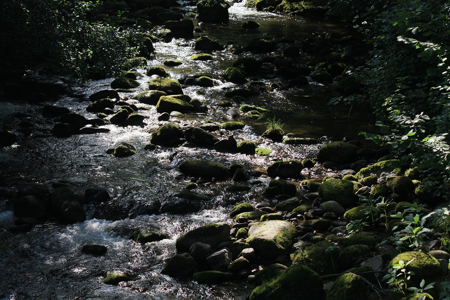 Bachlauf im Schwarzwald