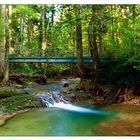 Bachlauf im Sommergrün