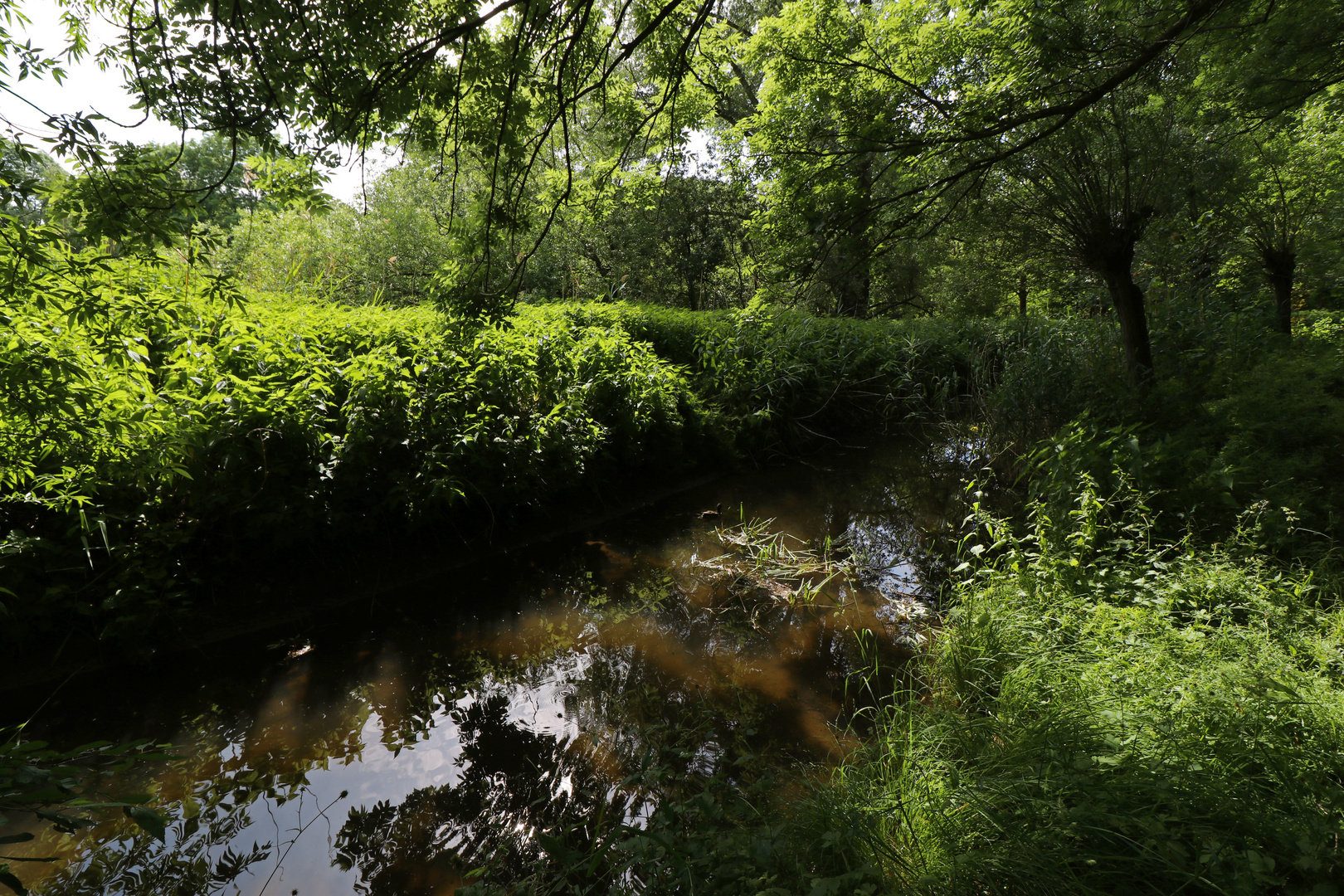 Bachlauf im Sommerlicht