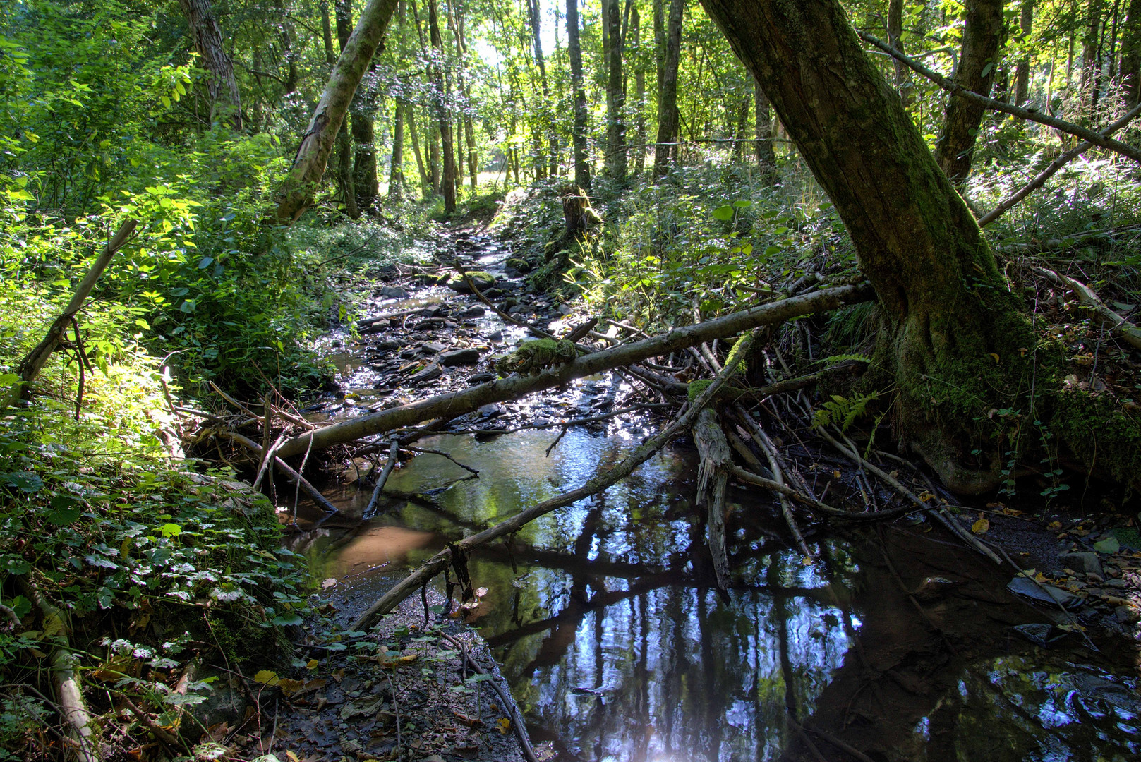 Bachlauf im trocknen Spätsommer