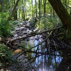 Bachlauf im trocknen Spätsommer