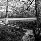 Bachlauf im Vorfrühling