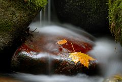 Bachlauf im Wald