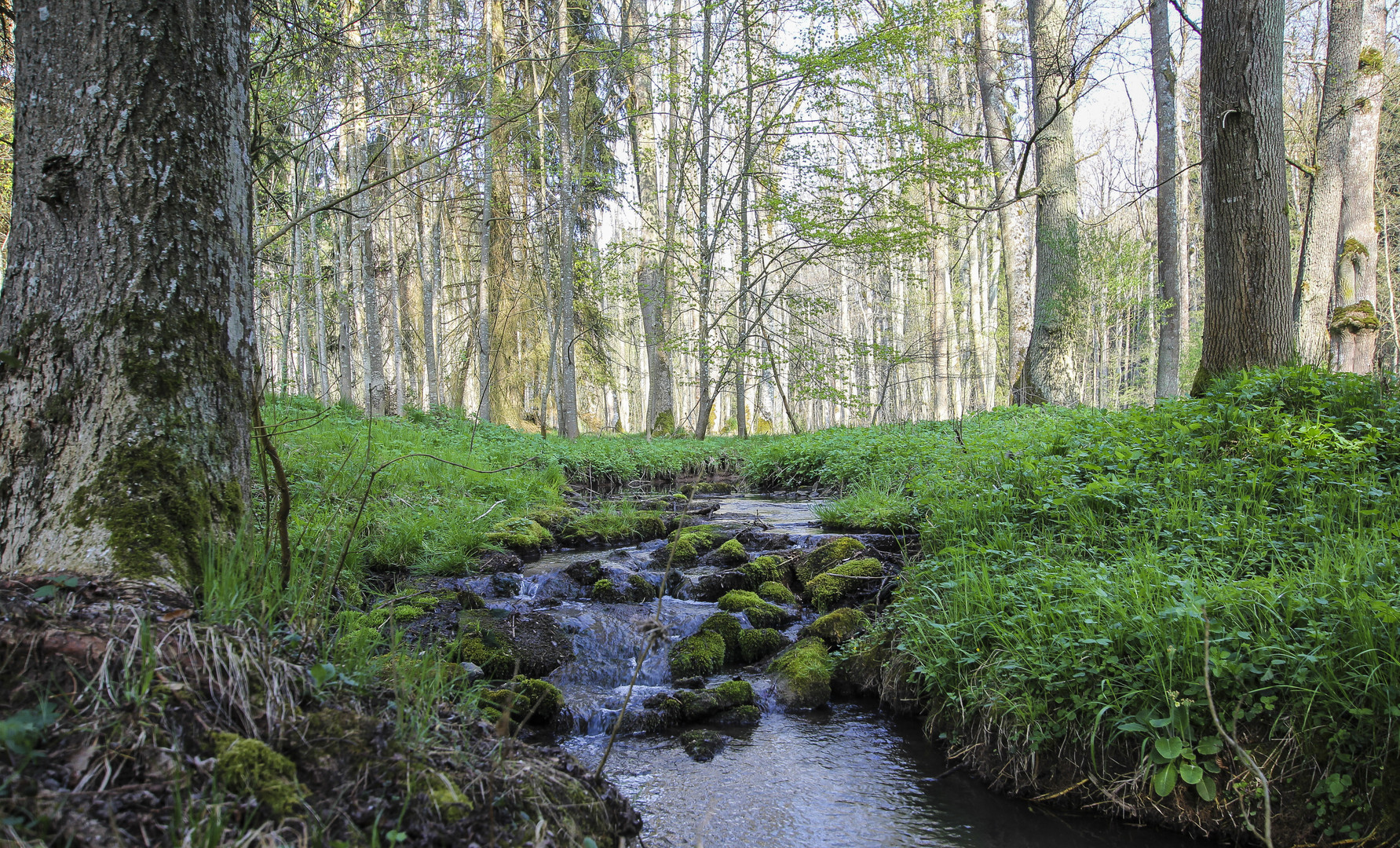 Bachlauf im Wald