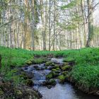 Bachlauf im Wald