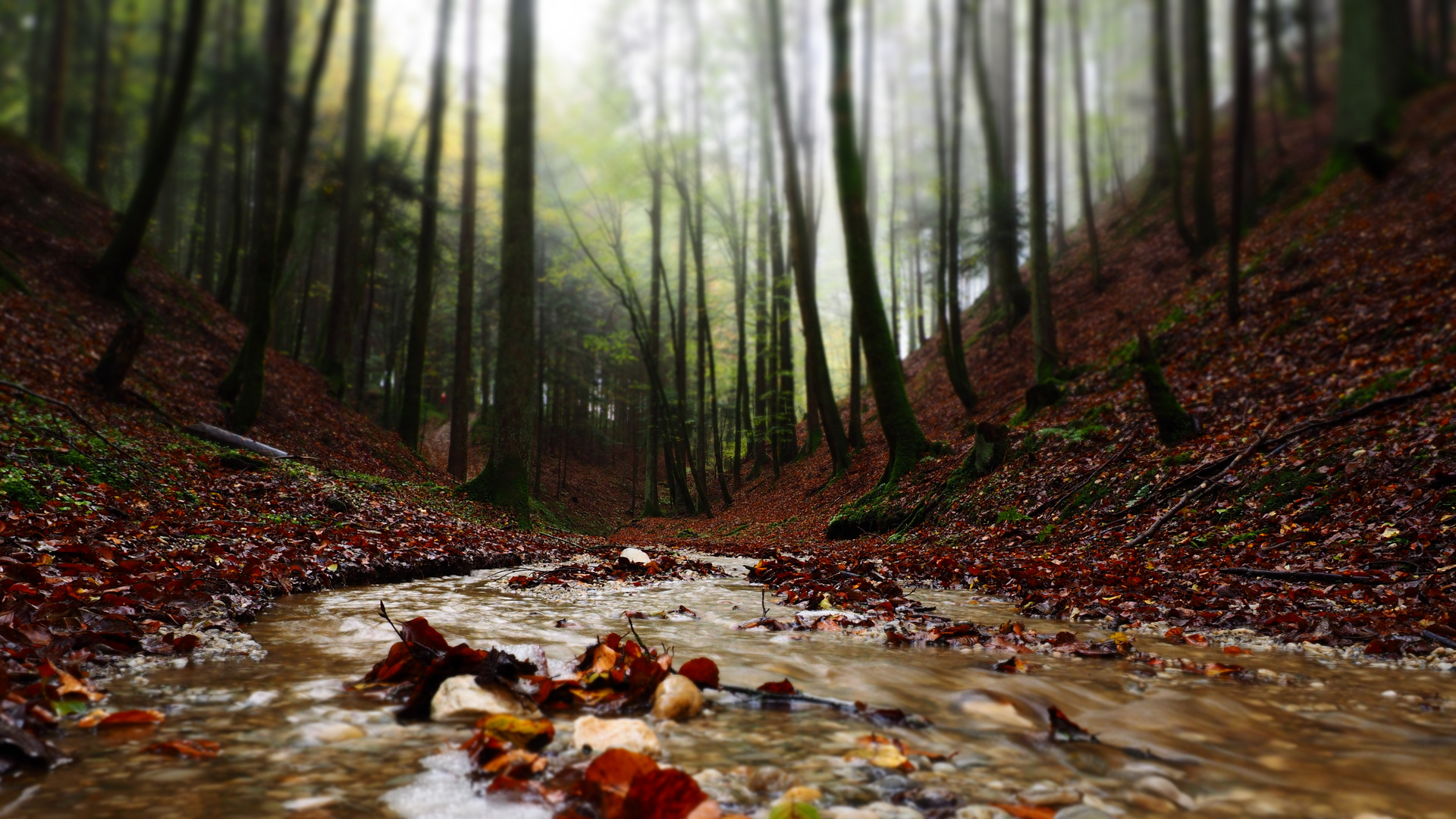 Bachlauf im Wald