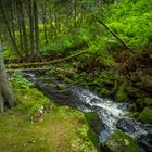 Bachlauf im Wald