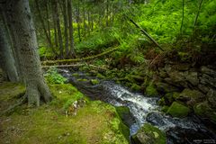 Bachlauf im Wald