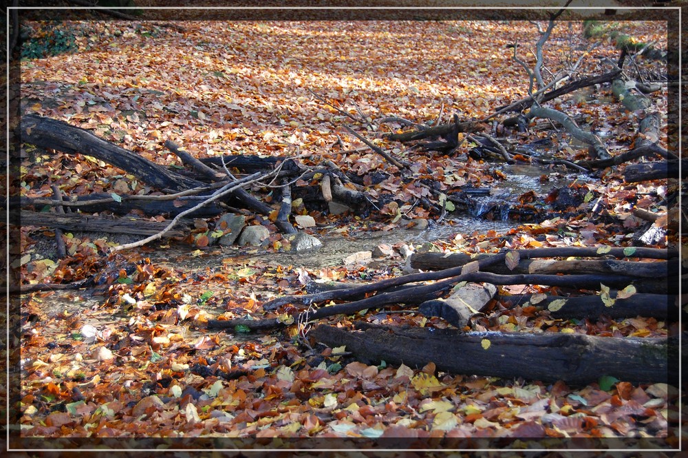 Bachlauf im Wald