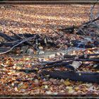 Bachlauf im Wald