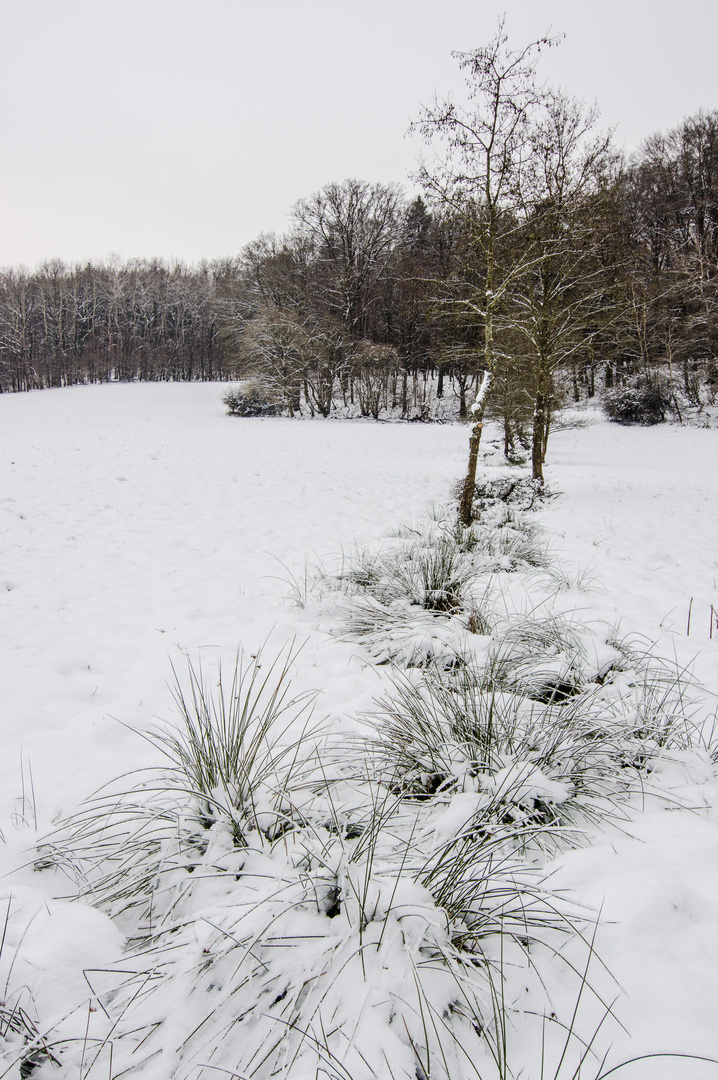 Bachlauf im Winter