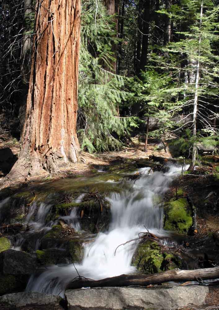 Bachlauf im Yosemite