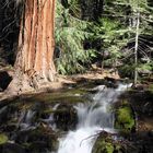 Bachlauf im Yosemite