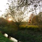 Bachlauf in den Ruhrwiesen