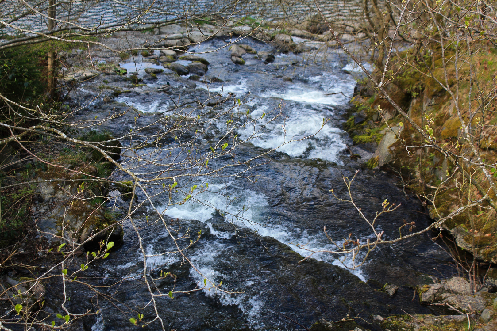 Bachlauf in der Eifel