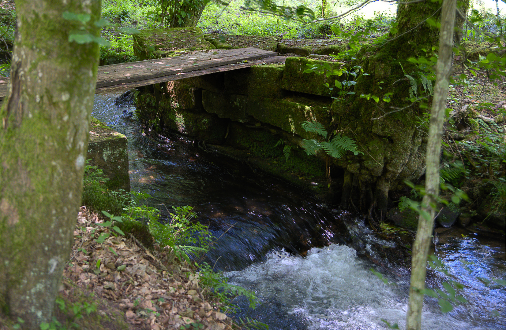 Bachlauf in der Pfalz