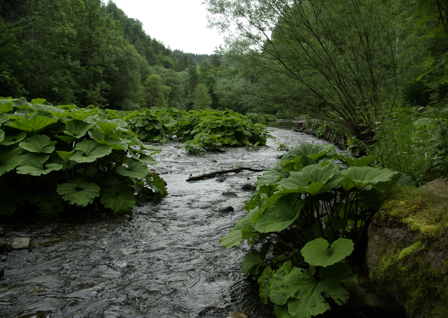 Bachlauf in der Wutachschlucht