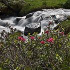 bachlauf mit almrosen