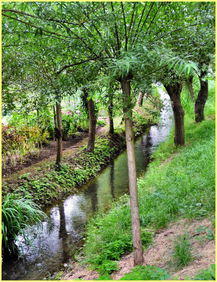 Bachlauf mit Bäumen