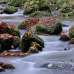 Bachlauf mit Herbstblätter 2009