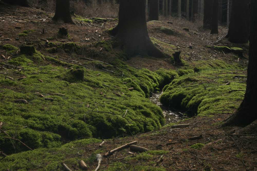 Bachlauf "natura"