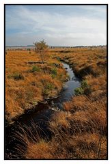 Bachlauf quer durch's Moor