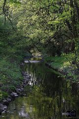 Bachlauf Sossenheim