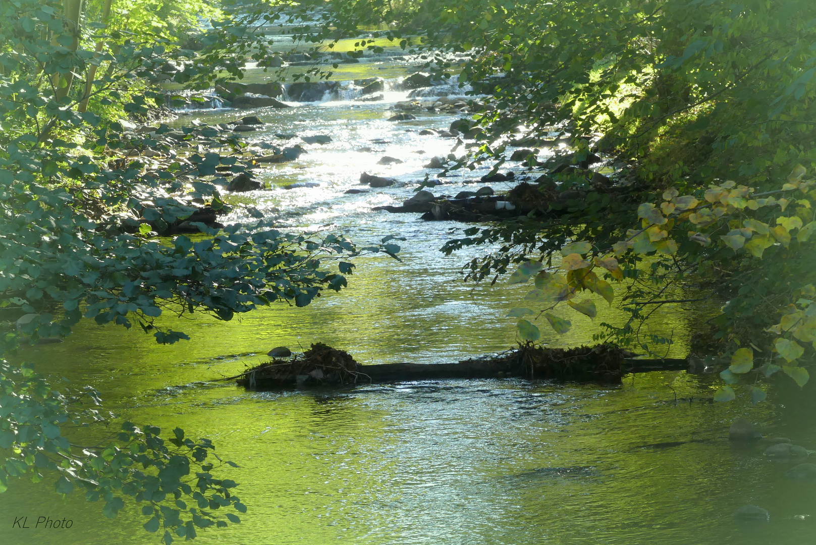 Bachlauf unterm Blätterdach