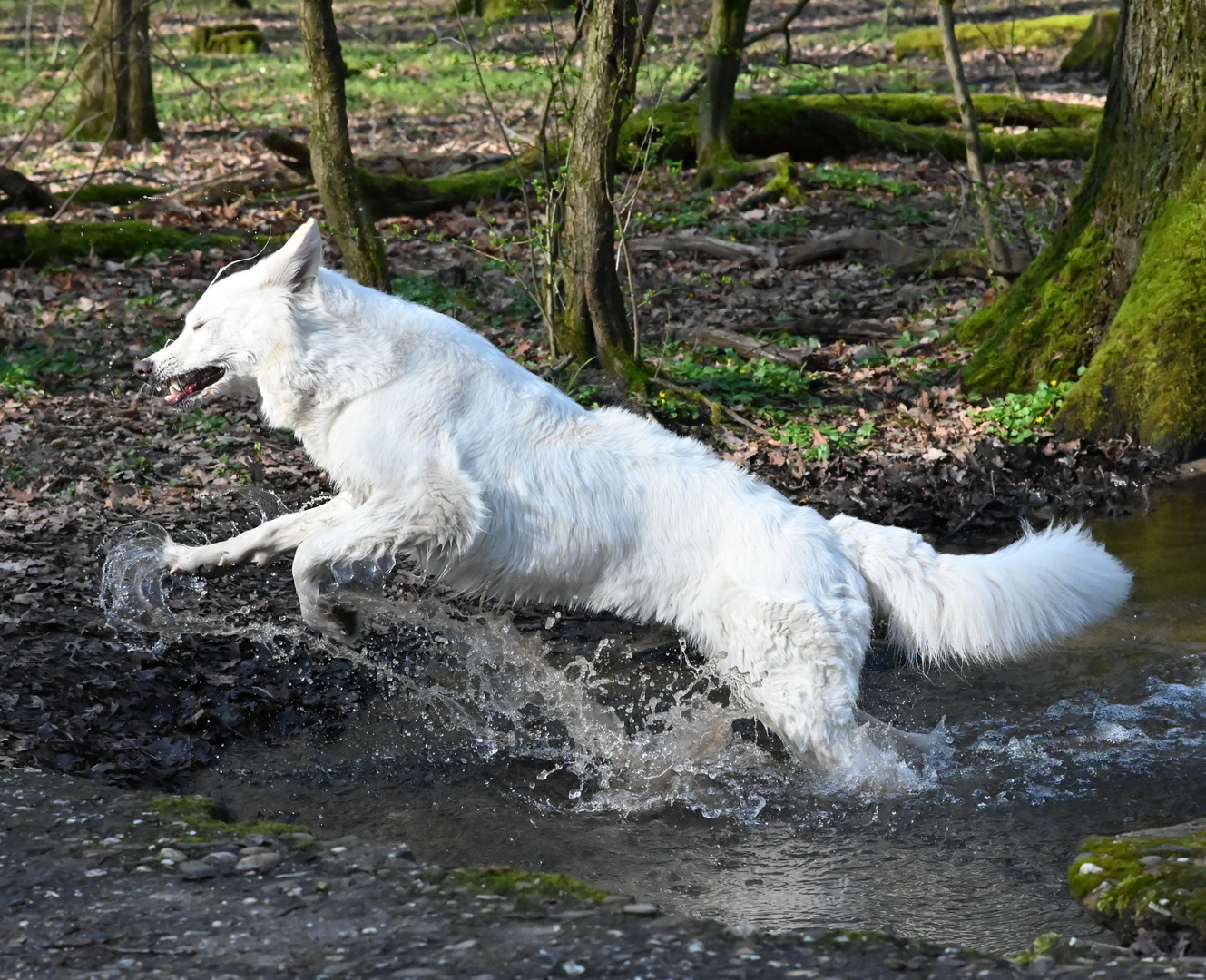 Bachlauf zu Ostern