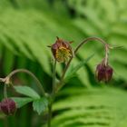 Bachnelkenwurz (Geum rivale), gehört zur Familie der Rosengewächse