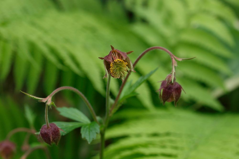 Bachnelkenwurz (Geum rivale), gehört zur Familie der Rosengewächse