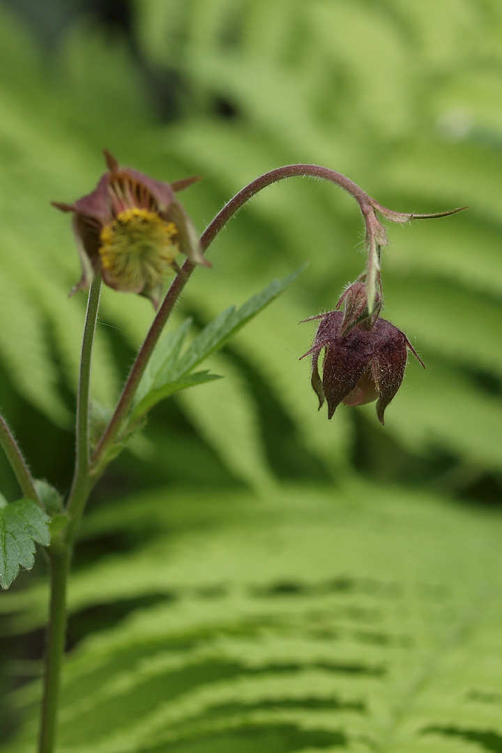 Bachnelkenwurz (Geum rivale), gehört zur Familie der Rosengewächse