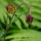 Bachnelkenwurz (Geum rivale), gehört zur Familie der Rosengewächse