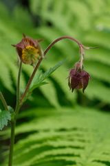 Bachnelkenwurz (Geum rivale), gehört zur Familie der Rosengewächse