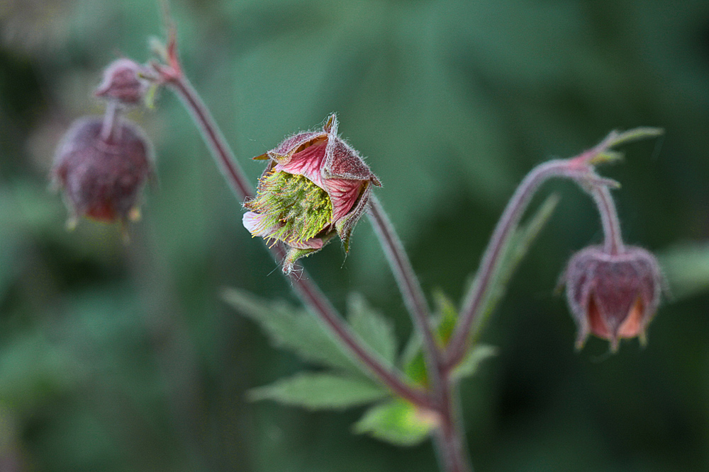 Bachnelkwurzblüte