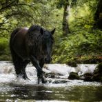 Bachshooting mit Friesen Stute Jule